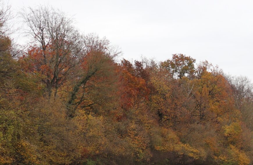 Occuper ses (petits) enfants pendant les vacances de Toussaint, quelques idées…